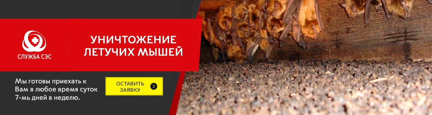 Уничтожение летучих мышей в Путилково